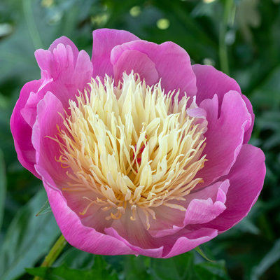 IMG_7920 Peony - RHS Rosemoor -  A Santillo 2018