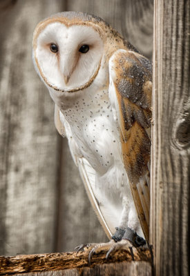 owl02.jpg