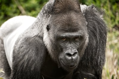 silverback_1.jpg