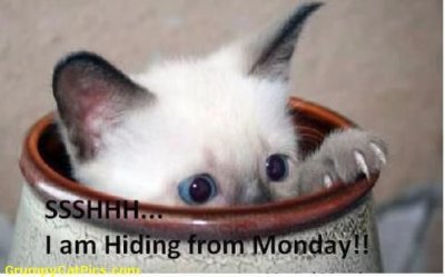 Kitty Monday.jpg