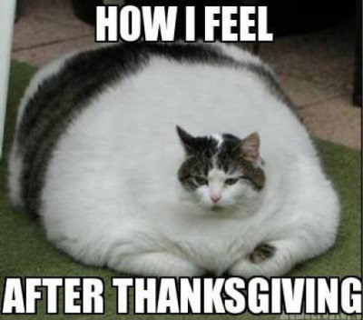 Thanksgiving Cat 2.jpg