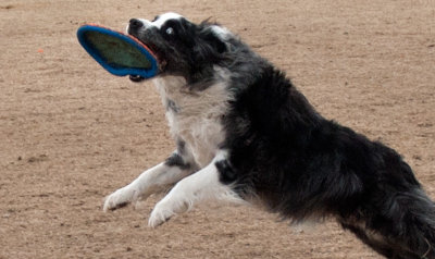 Frisbee-Dogs-10-DSC_8216.jpg