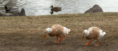Blonde Ducks