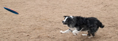 Frisbee-Dogs-3-DSC_8192.jpg