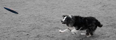 Frisbee-Dogs-3BW-DSC_8192.jpg