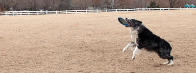 Frisbee-Dogs-4-DSC_8201.jpg