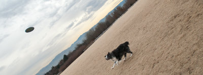 Frisbee-Dogs-5B-DSC_8204.jpg