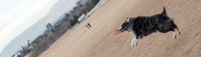 Frisbee-Dogs-6-DSC_8207.jpg
