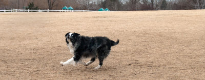 Frisbee-Dogs-7-DSC_8210.jpg