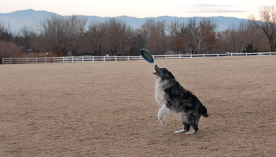 Frisbee-Dogs-8-DSC_8211.jpg