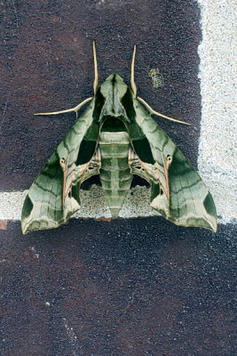 Liz RL-Pet Moth