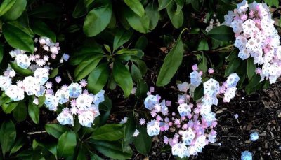 Mountain Laurel