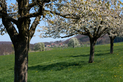 Kirschblten Rnggersmatt