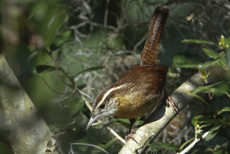 Carolina Wren 1687.jpg