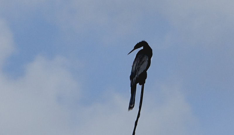 Anhinga