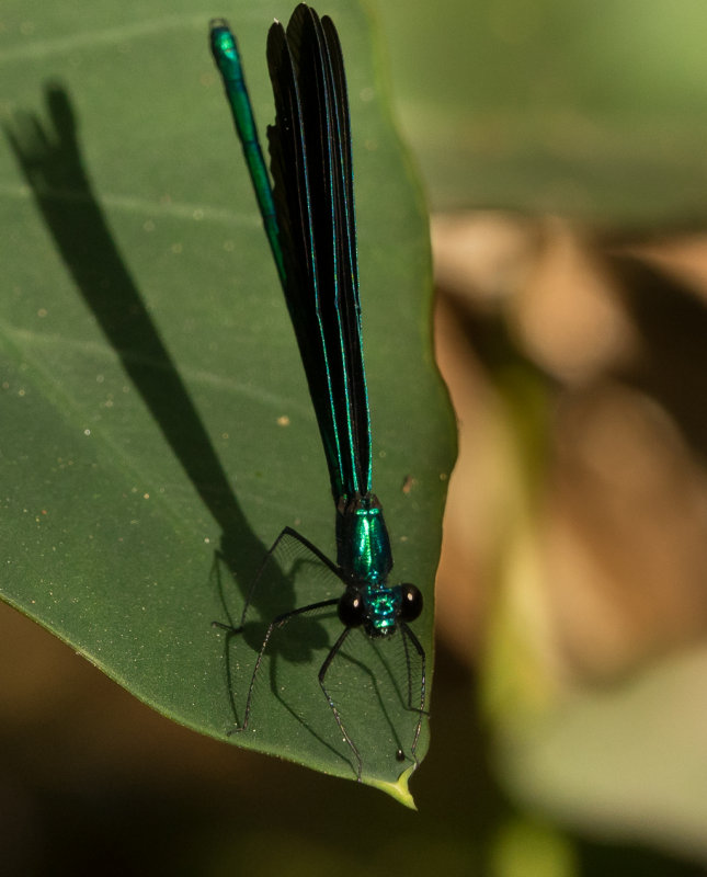 Ebony Jewelwing
