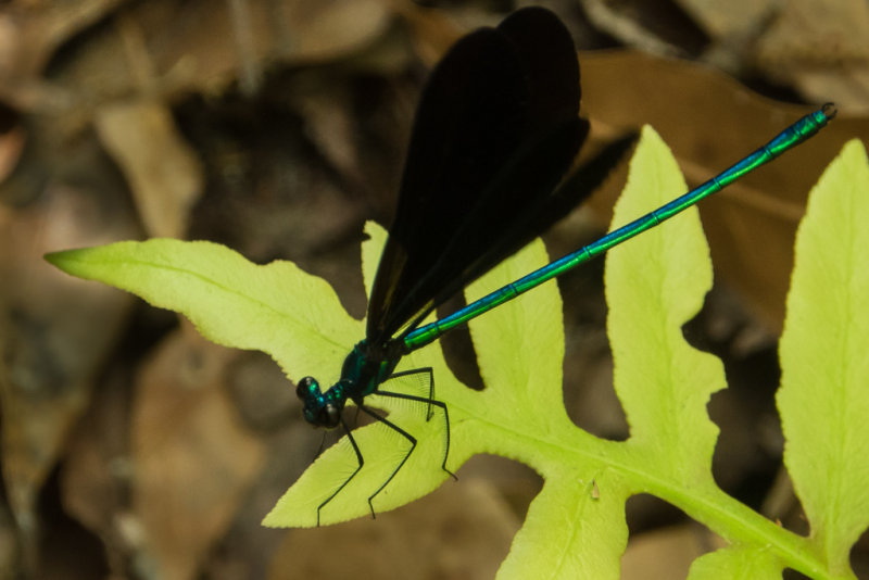 Ebony Jewelwing-sm.jpg