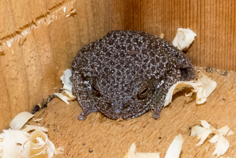 Barking Tree Frog 