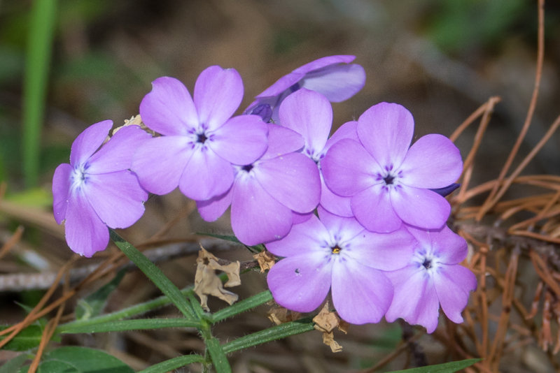 Florida Phlox