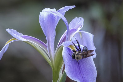 Bumble bee on Iris