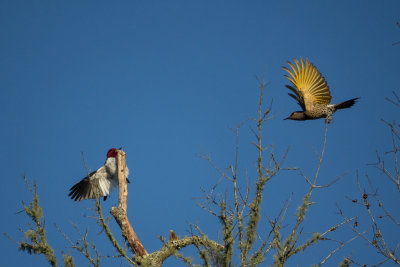 Northern Flicker interacting with Red-headed Woodpecker-00859.jpg