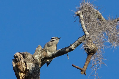 Downy Woodpecker-01269.jpg
