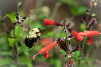 Bumble bee in red salvia 334.jpg