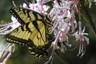 Tiger Swallowtail on native wild azalea 01447.jpg