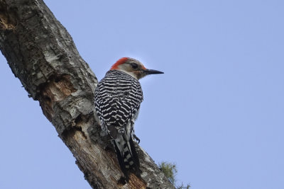Red bellied Woodpecker 01831.jpg