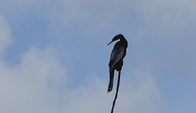 Anhinga