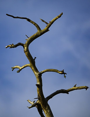 Dead tree