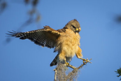 Red-shouldered hawk