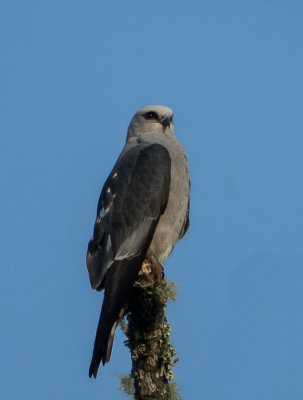 Mississipi Kite