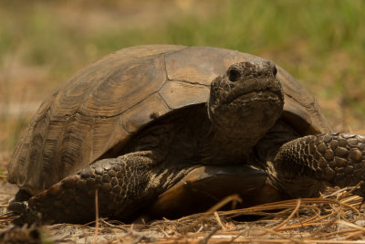 Gopher Tortoise-sm-03948.jpg