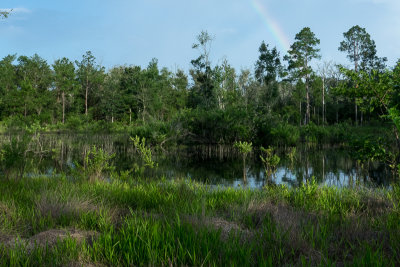 Ephemeral pond in Etoniah Creek State Forest
