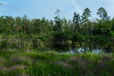 Etoniah Creek State Forest