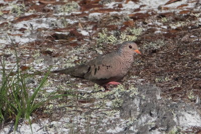 Ground Dove