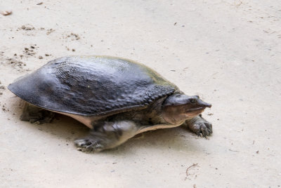 Florida Softshell Turtle