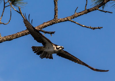 Birds of Etoniah