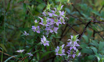 Spotted Beebalm