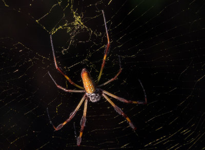 Golden Silk Spider