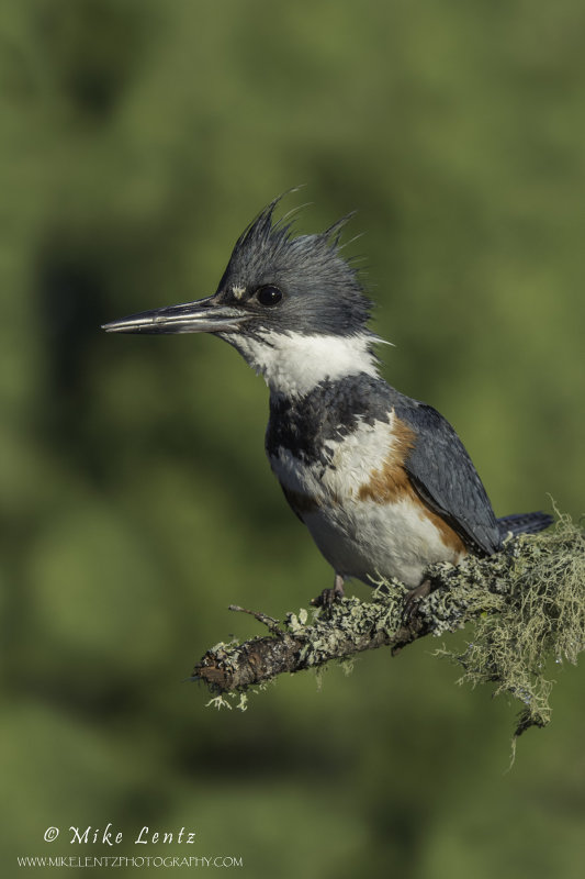Belted Kingfisher posed on mossy perch