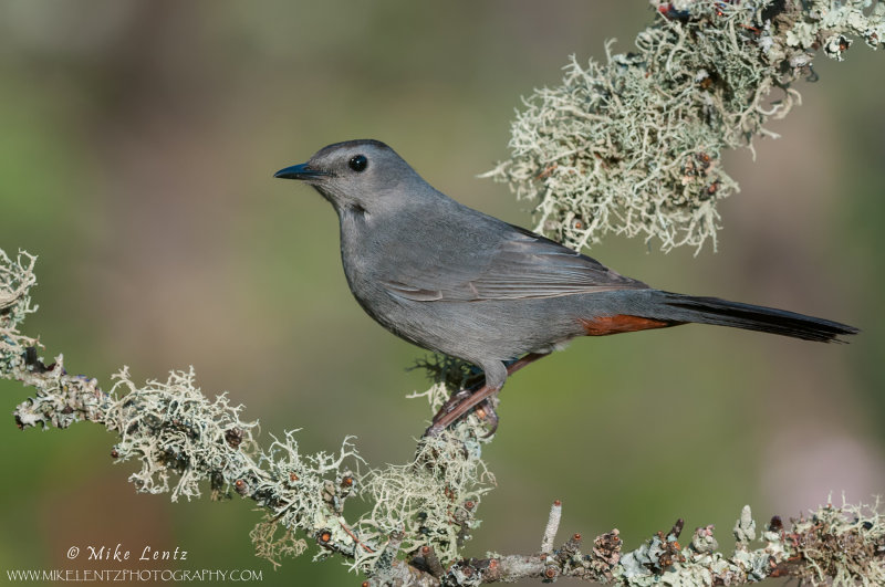 Gray Catbird on lichen covered branch