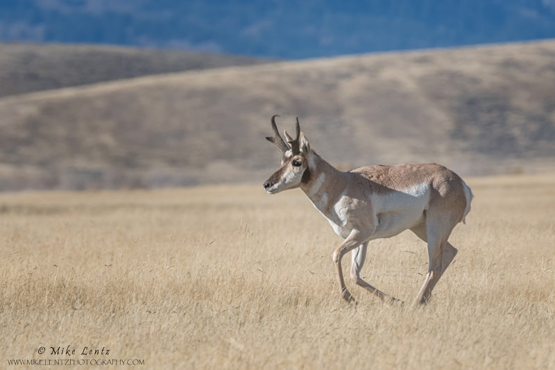 Pronghorn on the run