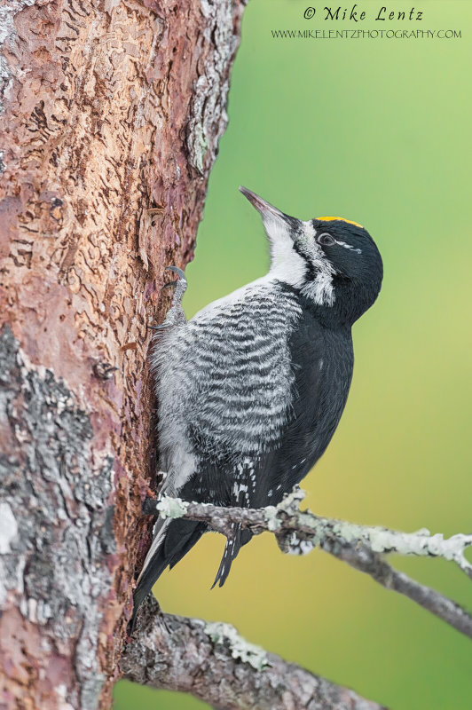 Black-backed Woodpecker spring