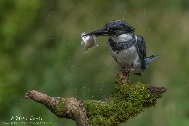 Belted Kingfisher with fish and flying droplets