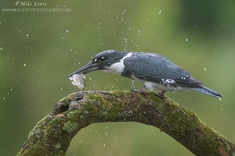 Belted Kingfisher slams sunfish