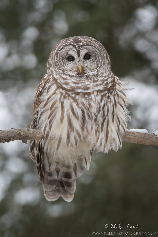 Barred Owl in winter