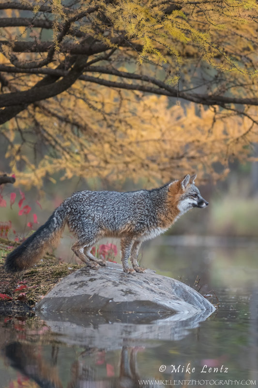 Grey Fox in autumn splendor