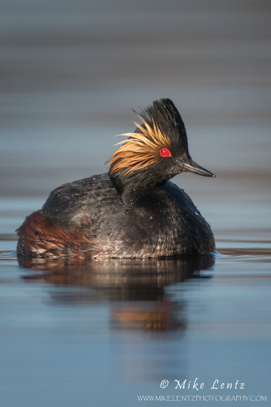 Eared Grebe verticle